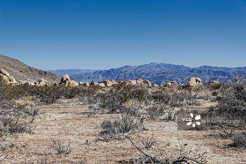 在约书亚树国家公园快乐的户外假期图片素材