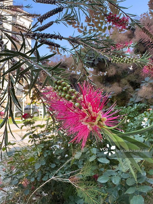 红千层花图片素材
