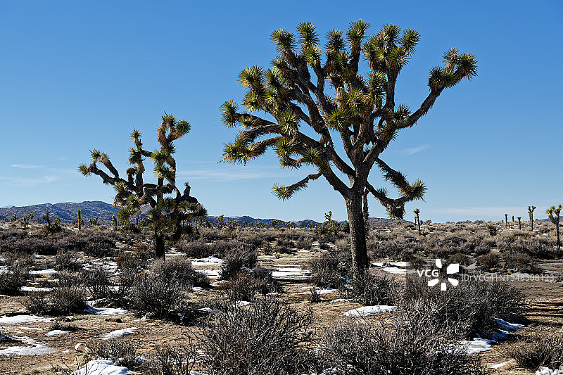 约书亚树国家公园风景区图片素材