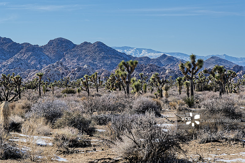 约书亚树国家公园旅行新鲜创意图片素材
