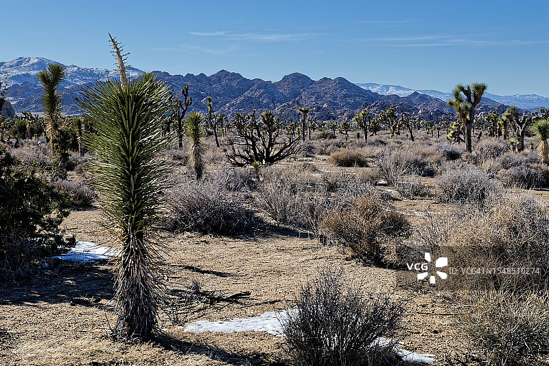 约书亚树国家公园风光图片素材
