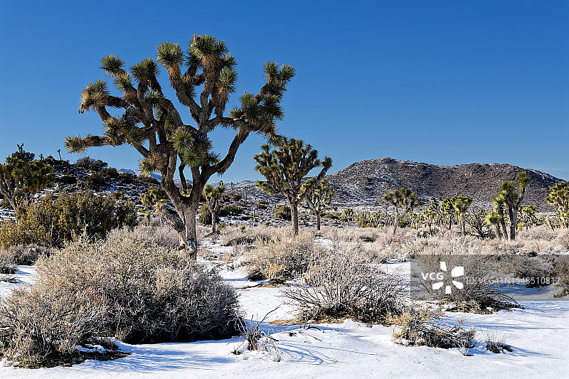 去约书亚树国家公园游玩！图片素材