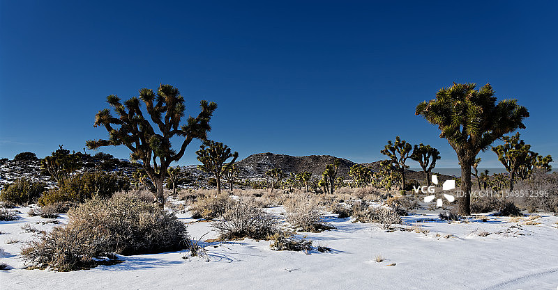 参观约书亚树国家公园的理由图片素材