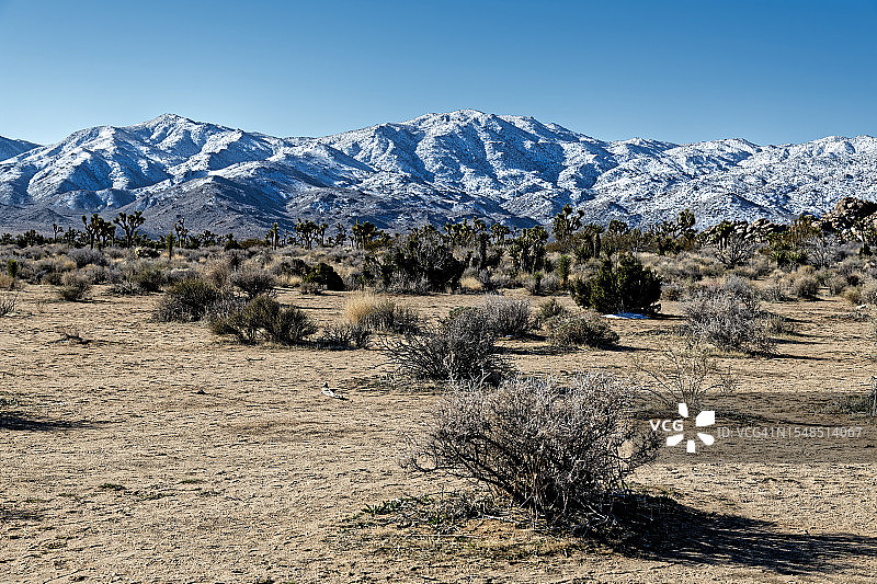 约书亚树国家公园的清晨时光图片素材