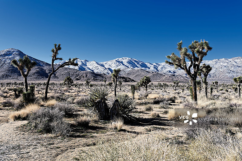 在约书亚树国家公园休息一下图片素材