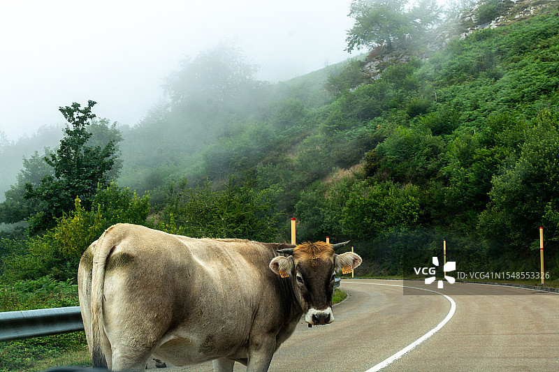 山路上的奶牛图片素材
