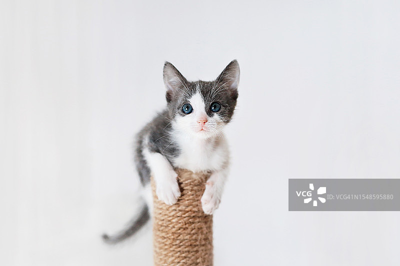 有趣的柔顺毛发训练有素的小猫，坐在白色背景的猫抓板上玩耍图片素材