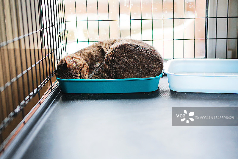 一只悲伤的条纹猫躺在动物收容所或兽医诊所的笼子里等待医生治疗图片素材