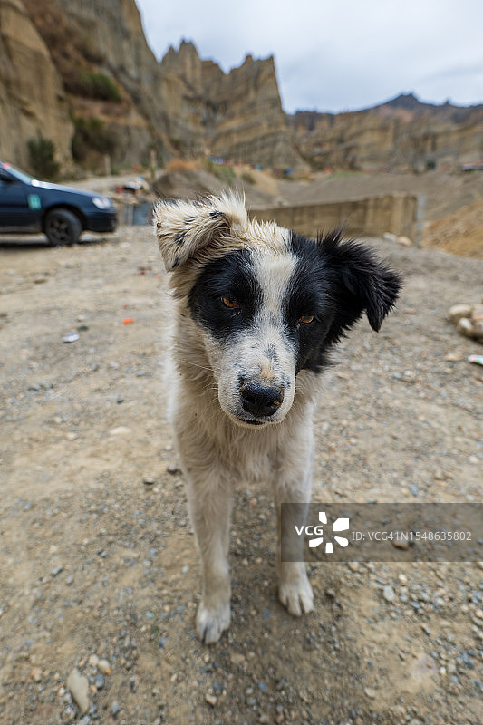 注视着灵魂谷山脉镜头的黑白小狗图片素材