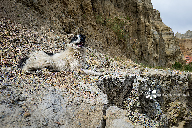 黑白狗狗在瓦莱德拉斯阿尼马斯山脉中向上凝视微笑图片素材