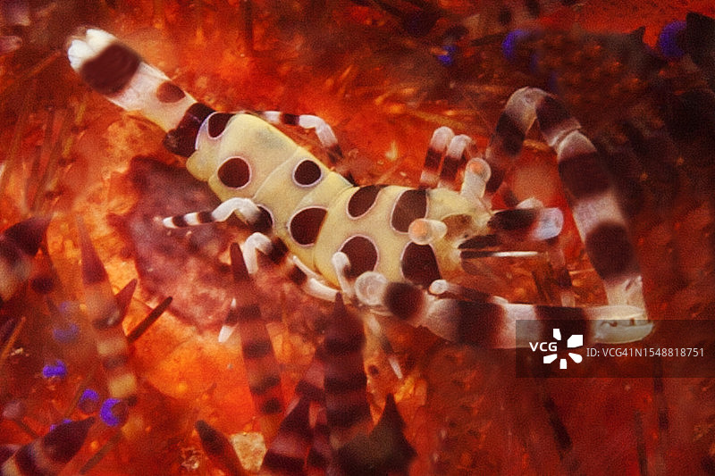 科尔曼虾在多变的火焰海胆中图片素材