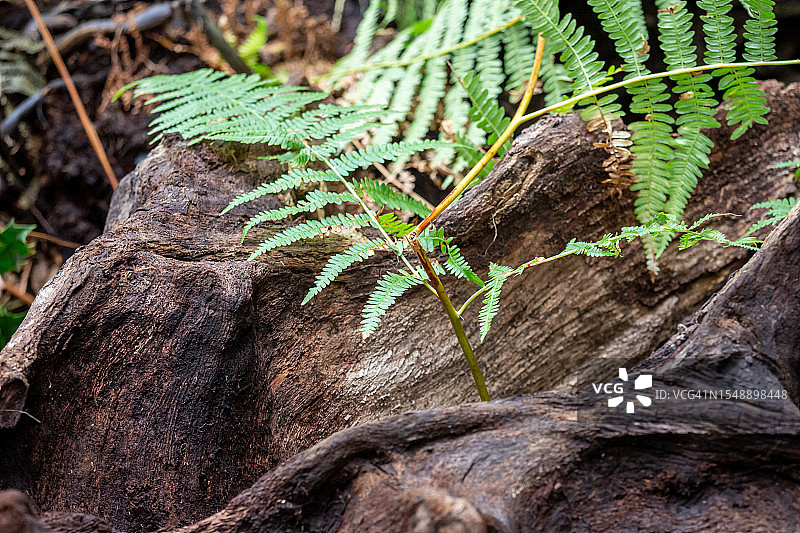 蕨类植物和树根图片素材