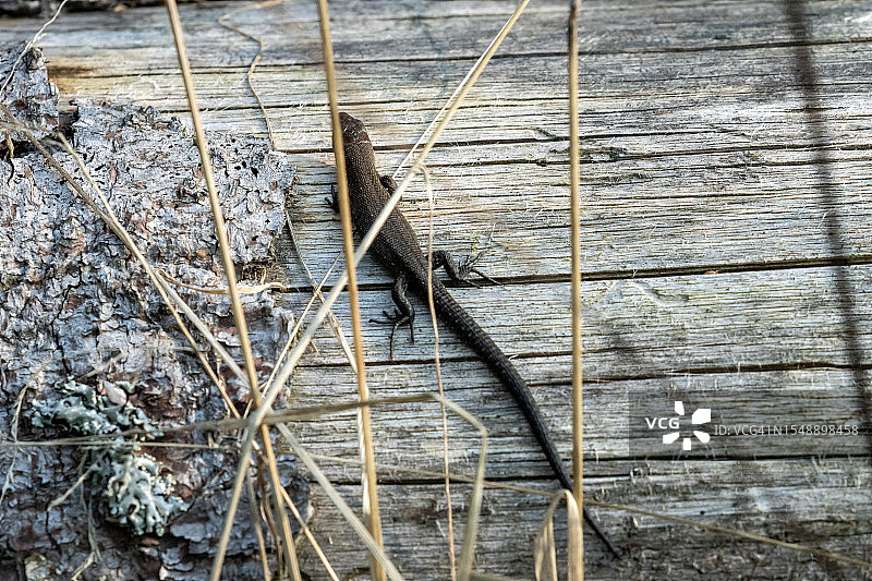 比亚沃韦扎森林中的蜥蜴图片素材