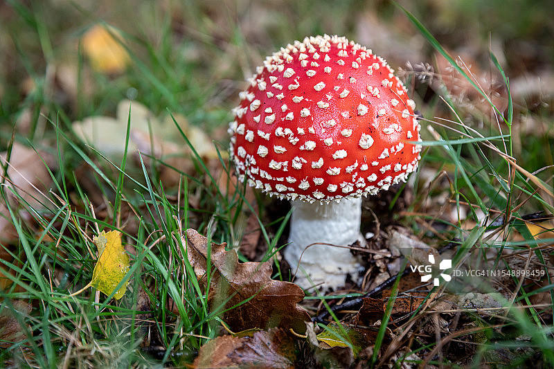 毒蝇伞蘑菇的神秘之美图片素材