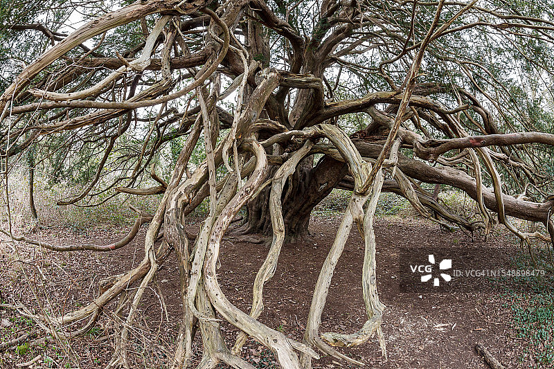 金利谷的雄伟红豆杉图片素材