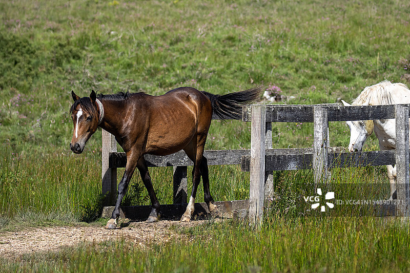 宁静的邂逅：小马在新森林国家公园漫步图片素材