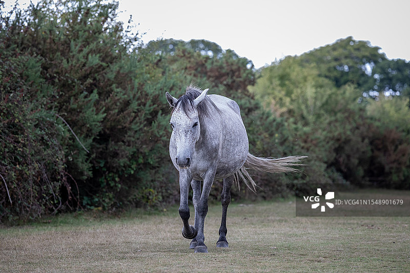 孤独的优雅：在新森林迷人景色中漫步的灰色小马图片素材