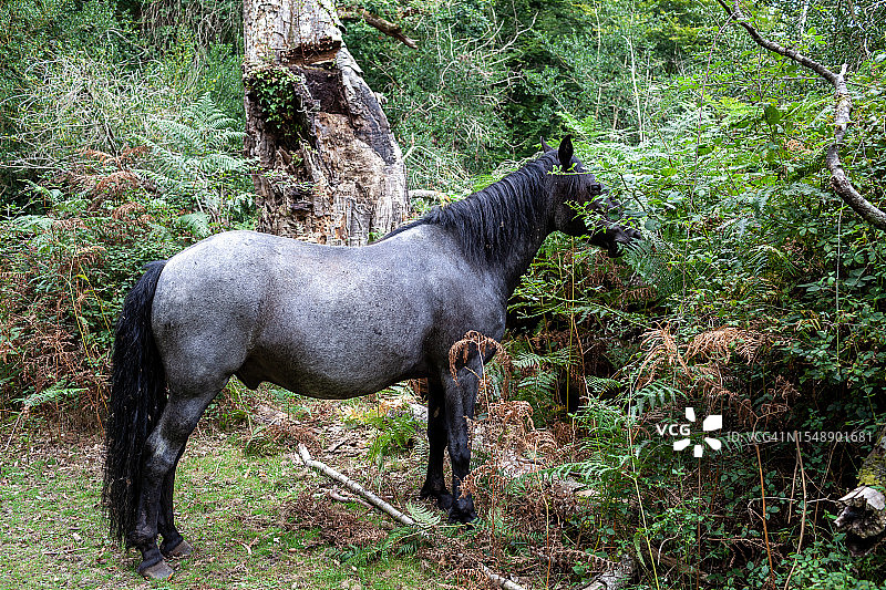 自然和谐：英国新森林国家公园的深灰色小马图片素材