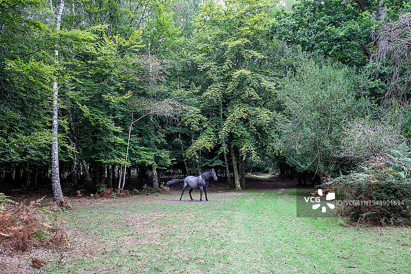 新森林国家公园：宁静森林空地上深灰色骏马的雄伟身影图片素材