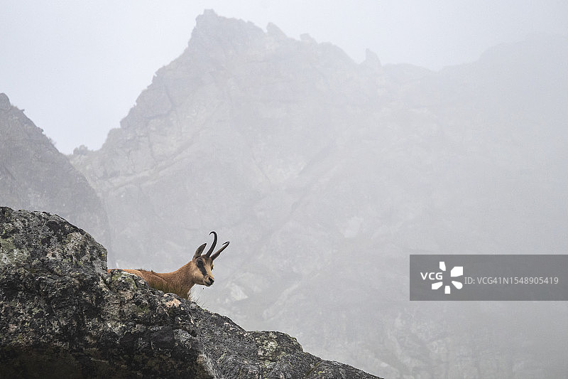 壮丽的塔特拉羚羊：在雾蒙蒙的High Tatras中相遇图片素材