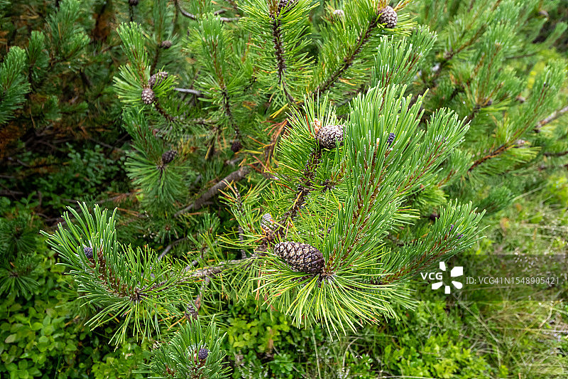 塔特拉山哈拉加谢尼科瓦的高山松树美景图片素材