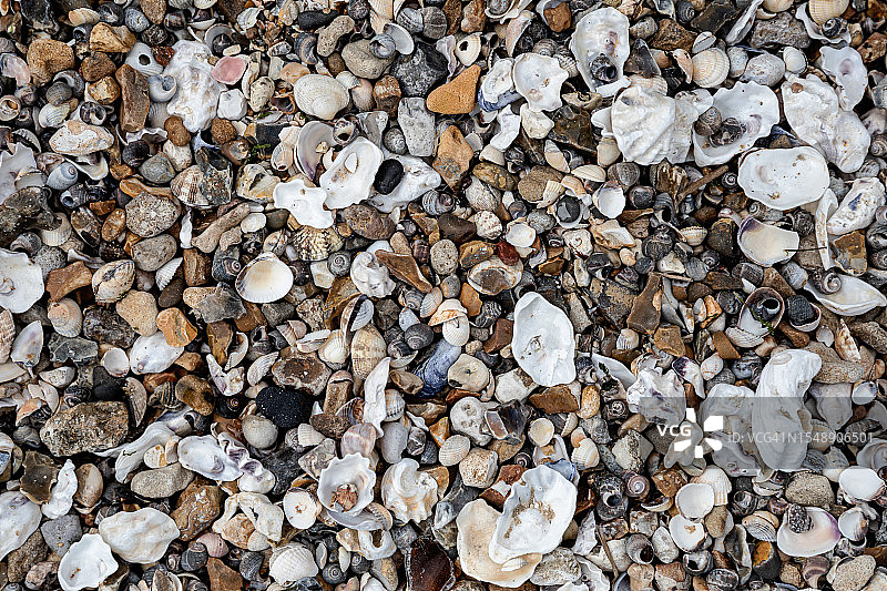 海岸宝藏：绍森德海岸的贝壳和鹅卵石图片素材