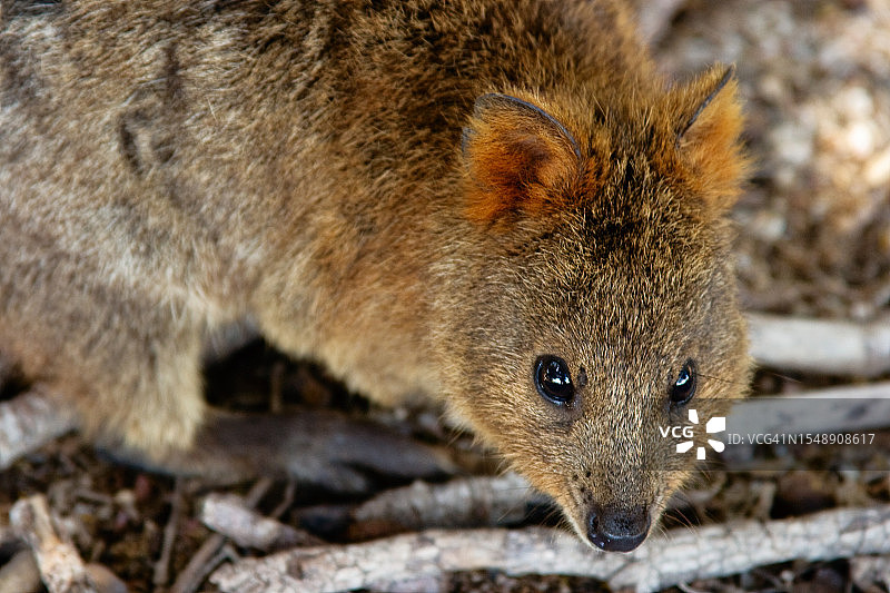 短尾矮袋鼠：罗特尼斯岛可爱的澳洲有袋动物图片素材