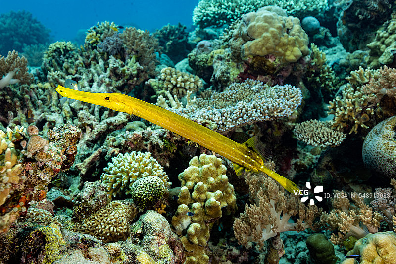 中国喇叭鱼在健康珊瑚礁，印度尼西亚图片素材