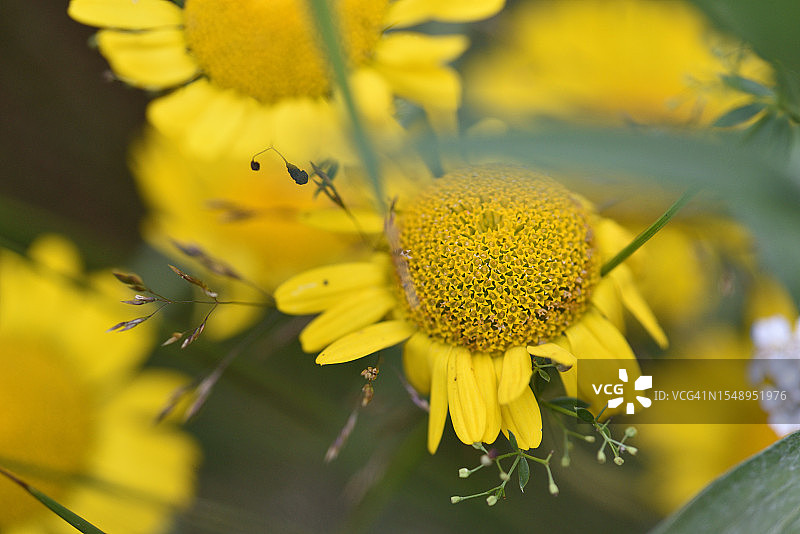 金盏菊图片素材