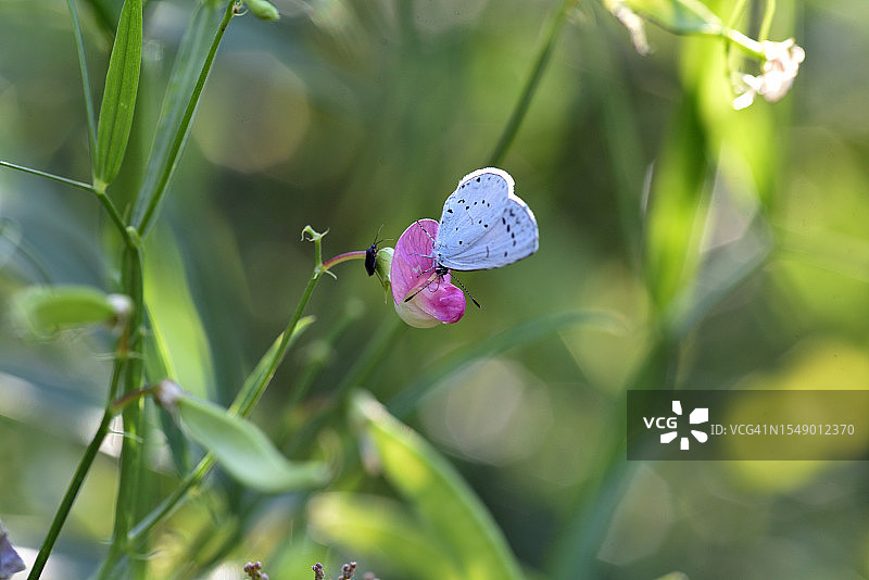 香豌豆与蝴蝶图片素材