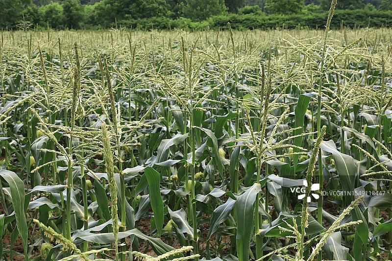 风景：乡村的玉米田农业图片素材