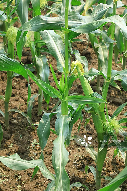 农作物玉米图片素材