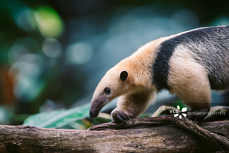 在树枝上行走的小食蚁兽图片素材
