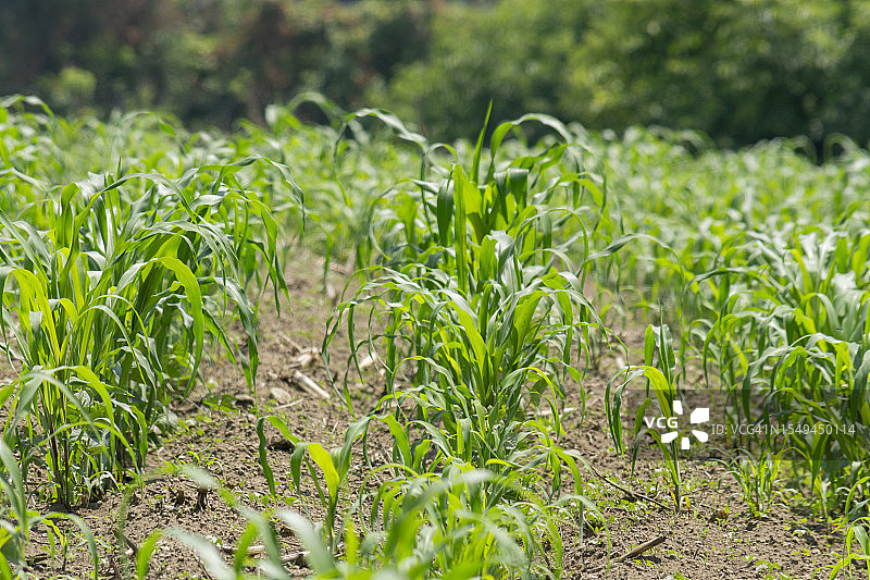 墨西哥玉米种植地图片素材