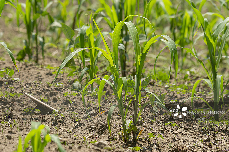 种植玉米的田地里的玉米地图片素材