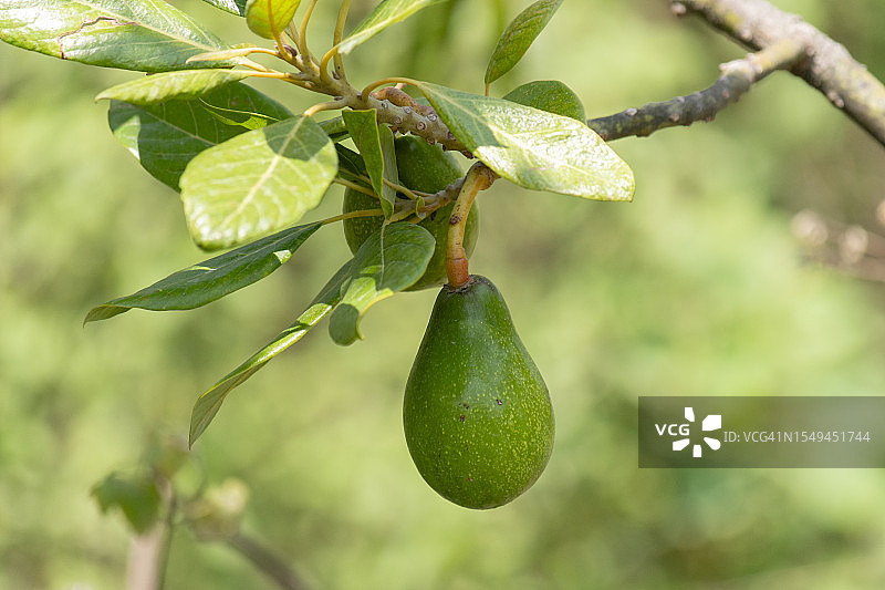 挂在田间树枝上的绿色鳄梨特写，带文案空间图片素材