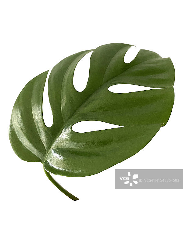 一片龟背竹叶子图片素材