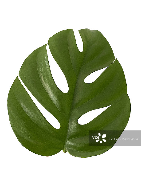 一片龟背竹叶子图片素材