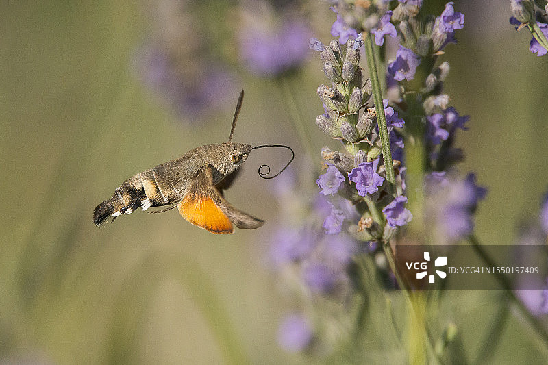 长喙天蛾图片素材