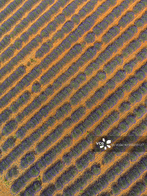 法国普罗旺斯薰衣草田无人机航拍图片素材