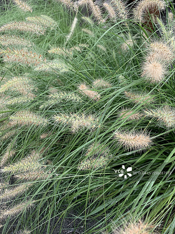盛开的荷花图片素材