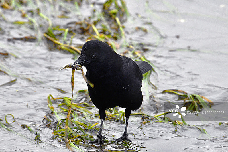 退潮时觅食的美洲乌鸦图片素材