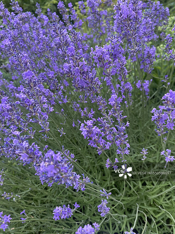 薰衣草特写图片素材