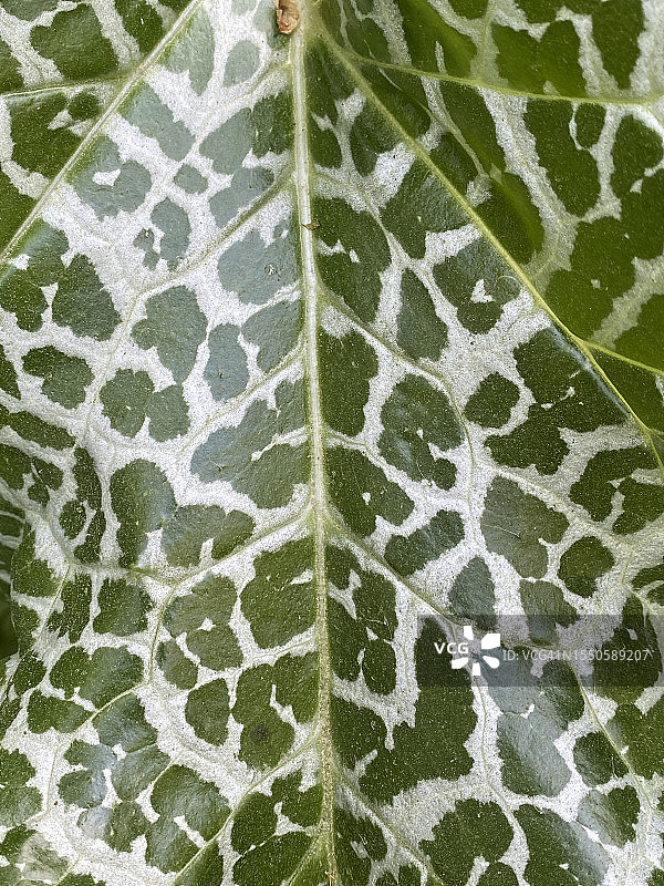 彩色斑点叶子的微距摄影，适合文字叠加图片素材