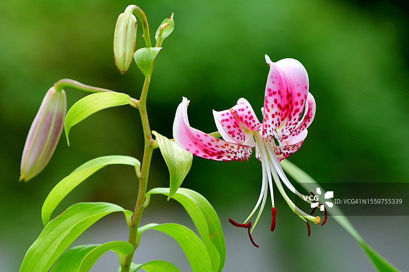 香水百合：具有香味的迷人百合花图片素材