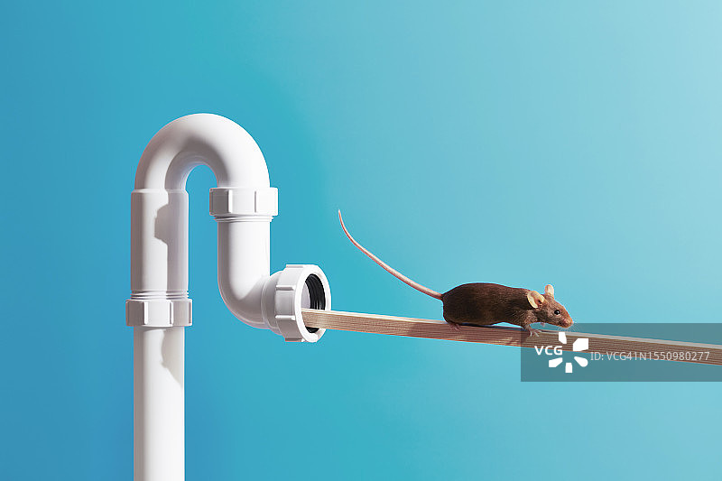 运动协调和平衡实验中的老鼠图片素材