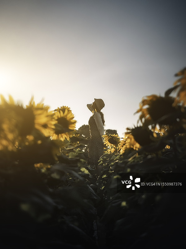 宁静的日落美景：亚洲女性在向日葵田中图片素材