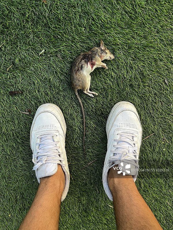 猫咪送来的死老鼠图片素材