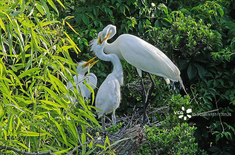 鹭鸟栖息地的喂食时间图片素材