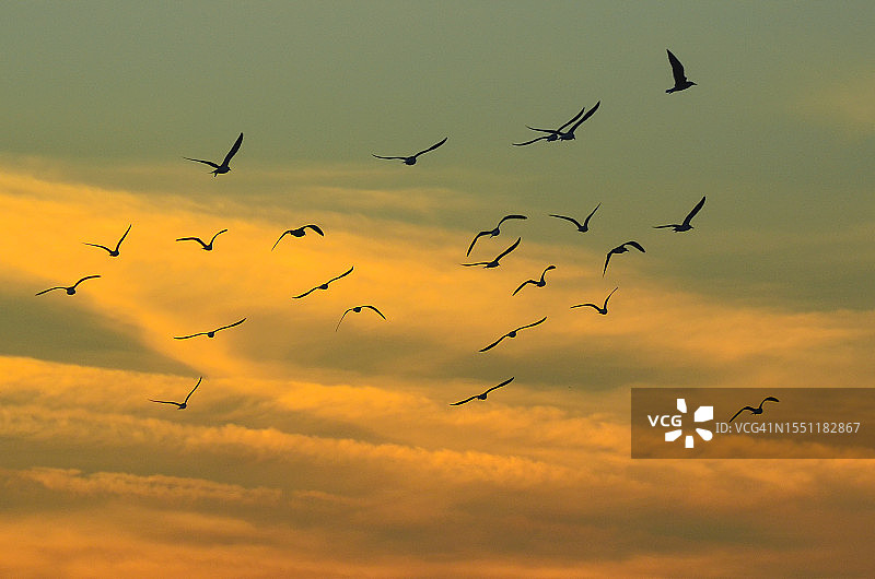鹈鹕在日落背景下飞行图片素材
